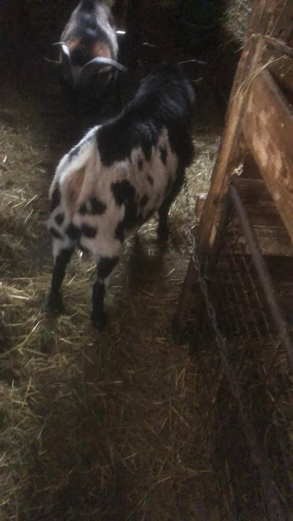 Dwerggeiten bokken te huur., Dieren en Toebehoren, Schapen, Geiten en Varkens, Mannelijk, Geit
