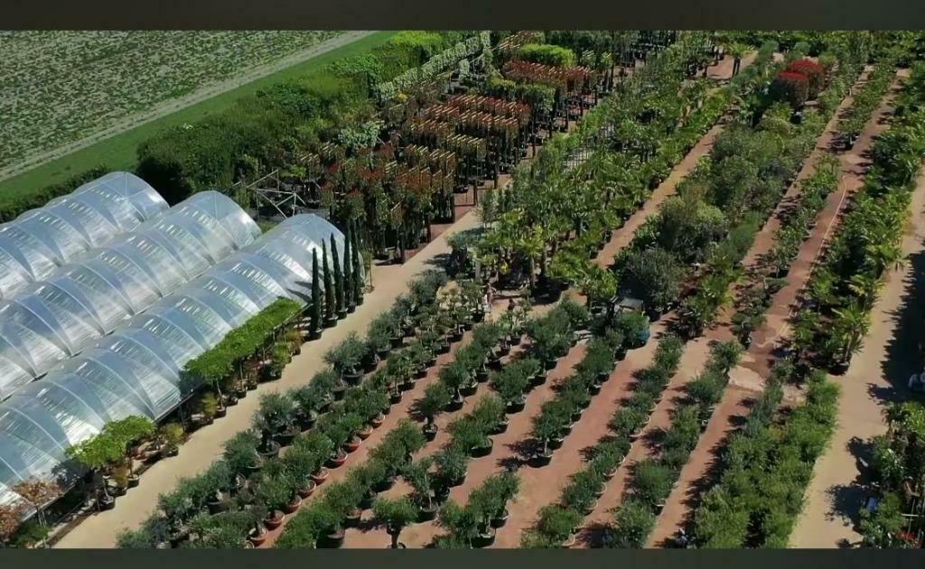 Yucca gloriosa 'Lone Star' te koop, Minder dan 100 cm, Zomer, Volle zon, In pot