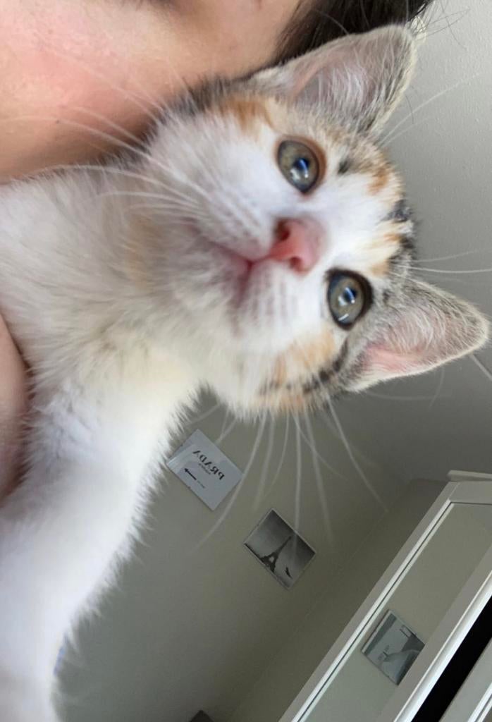 Gratis kittens 8 weken oud :), Dieren en Toebehoren, Katten en Kittens | Raskatten | Korthaar, Meerdere dieren, 0 tot 2 jaar, Ontwormd