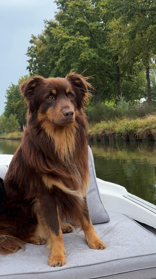 Australian sheperd dekreu, Dieren en Toebehoren, Honden | Dekreuen, Reu, Particulier, Eén hond, Nederland, 3 tot 5 jaar, CDV (hondenziekte)