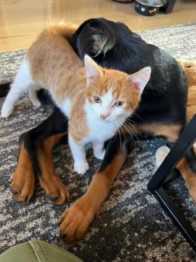 !!VERMIST!! !!HELP!!, Kat