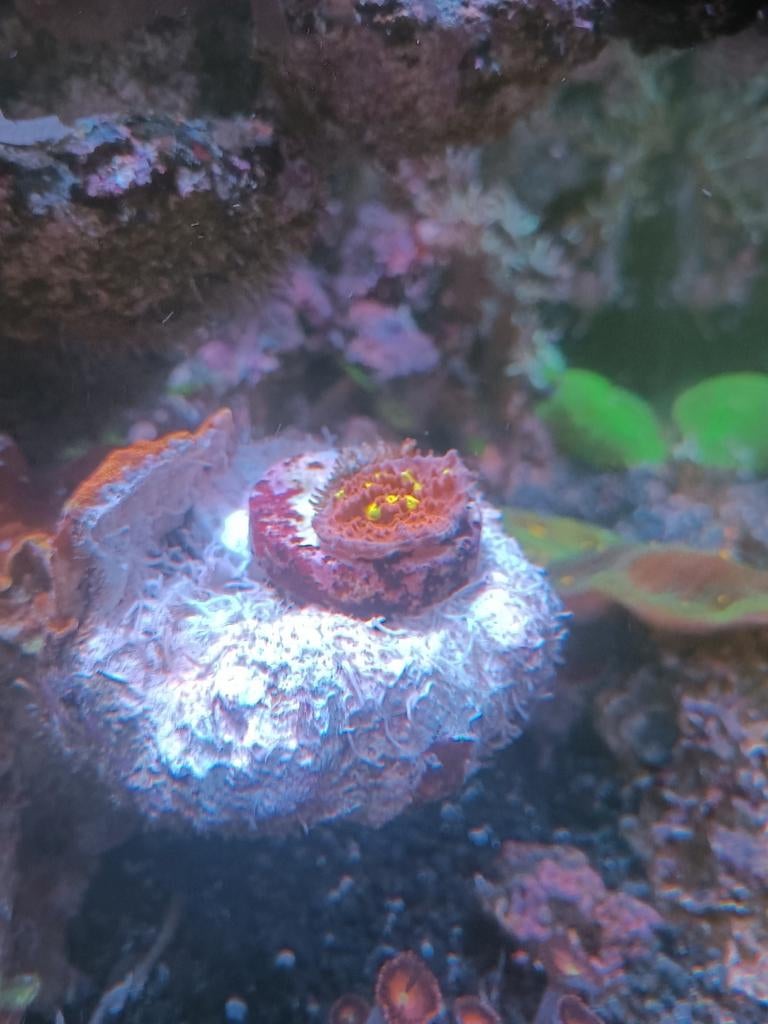 Golden Eye Chalice ( koraal ), Dieren en Toebehoren, Vissen | Aquariumvissen, Overige typen