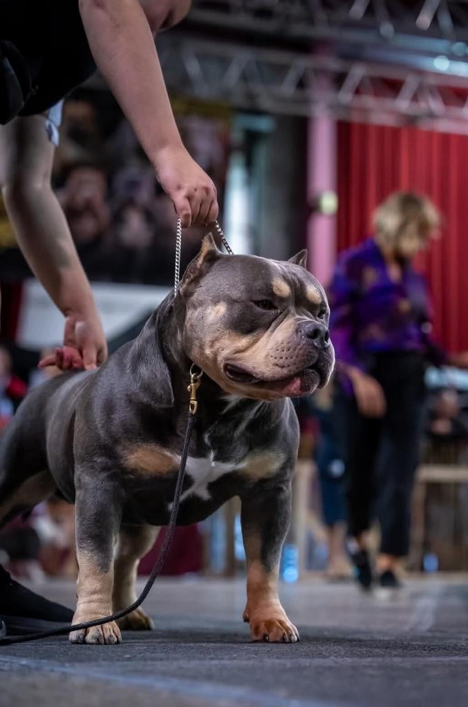 American bully pocket dekreu abkc champion!!, Dieren en Toebehoren, Reu, 1 tot 2 jaar, Eén hond, Nederland