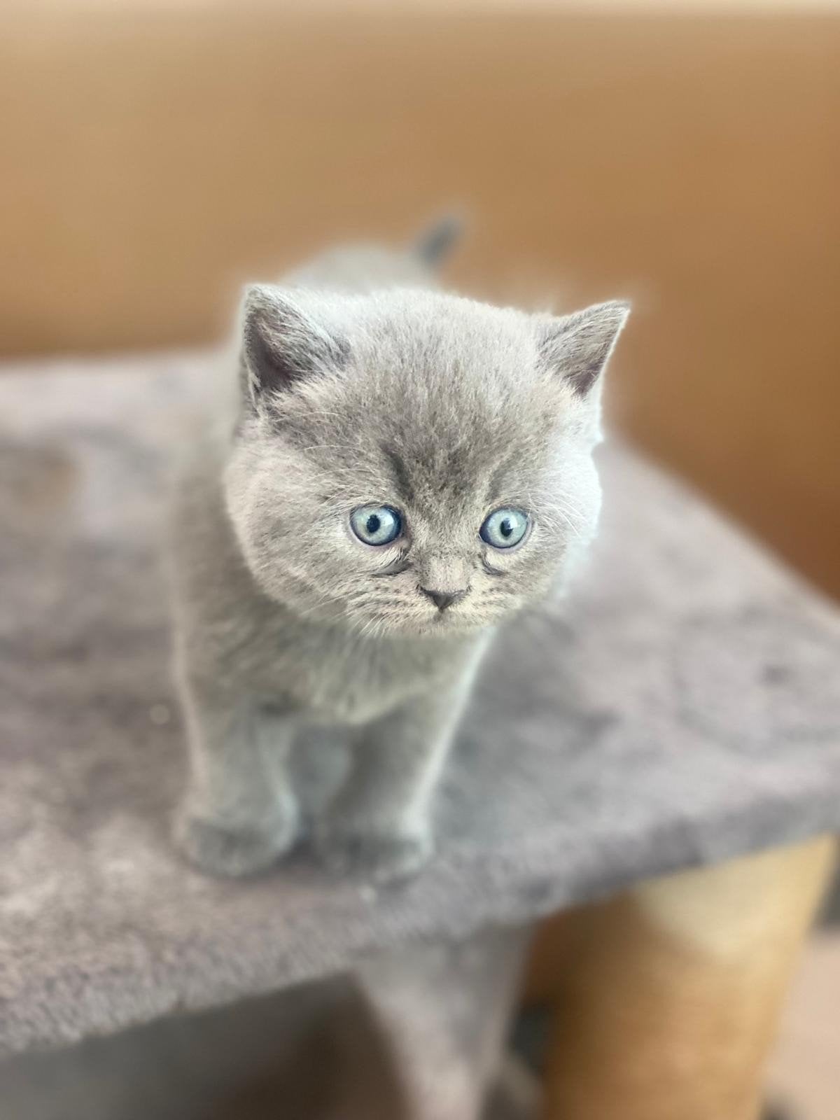 britse korthaar kittens, Meerdere dieren