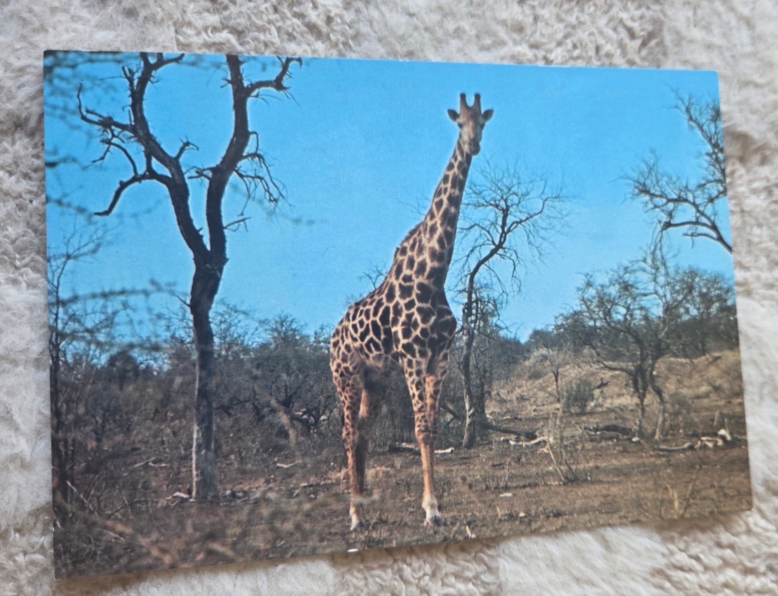 Vintage Ansichtkaart Giraffe Afrika, Verzenden, 1960 tot 1980, Ongelopen, Wild dier