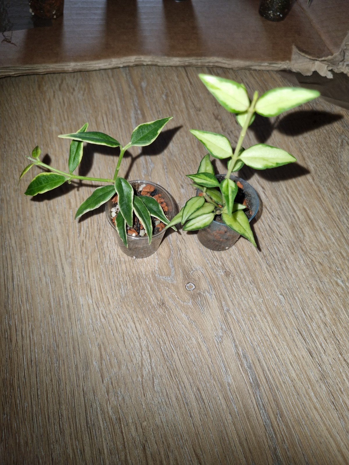 Hoya bella lida + anneke buis €20!, Huis en Inrichting, Ophalen of Verzenden, Halfschaduw, Minder dan 100 cm