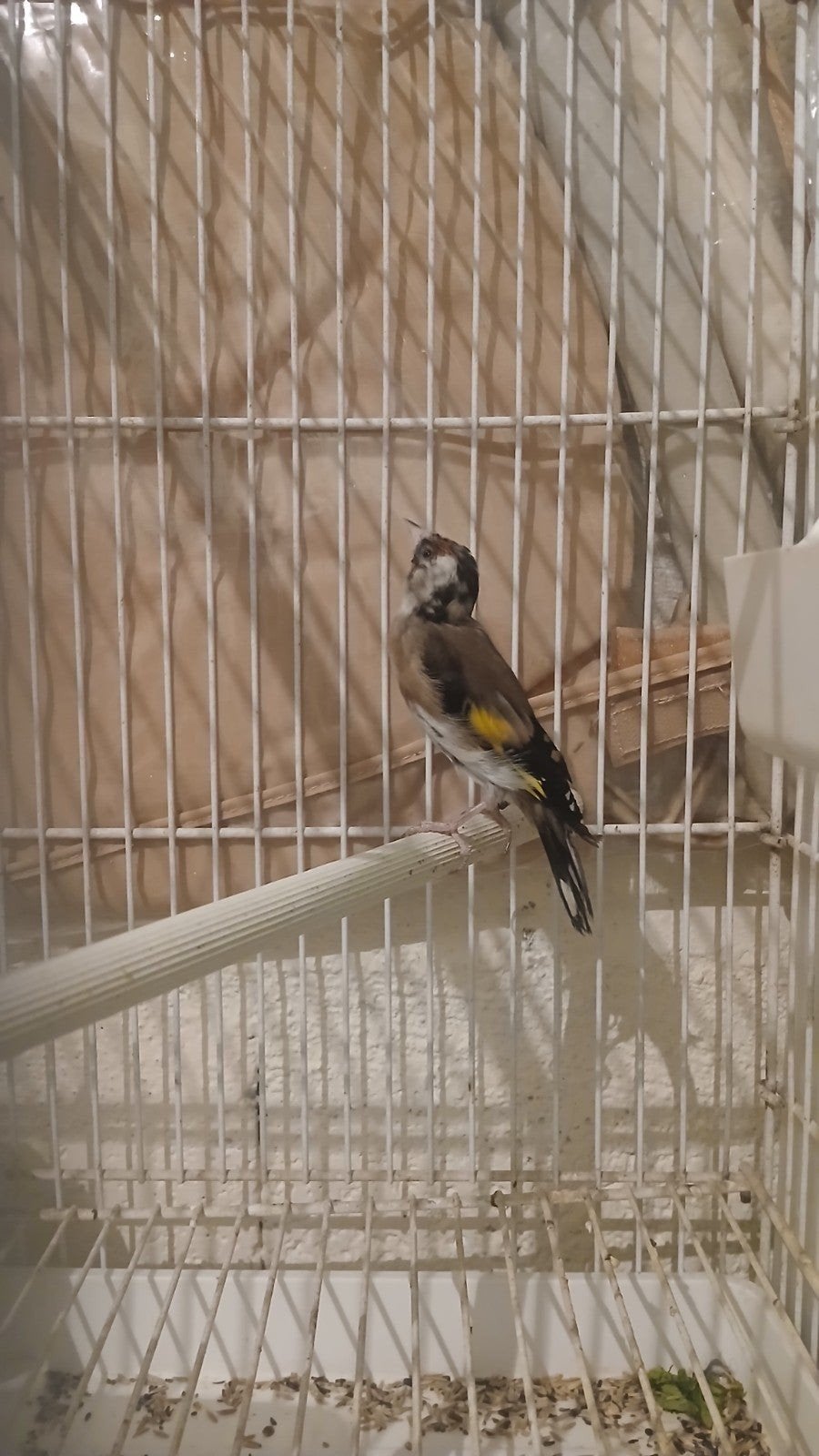 Een-koppel parva putter +5 stuks jonge parvas  putters, Meerdere dieren, Wildzangvogel, Geringd
