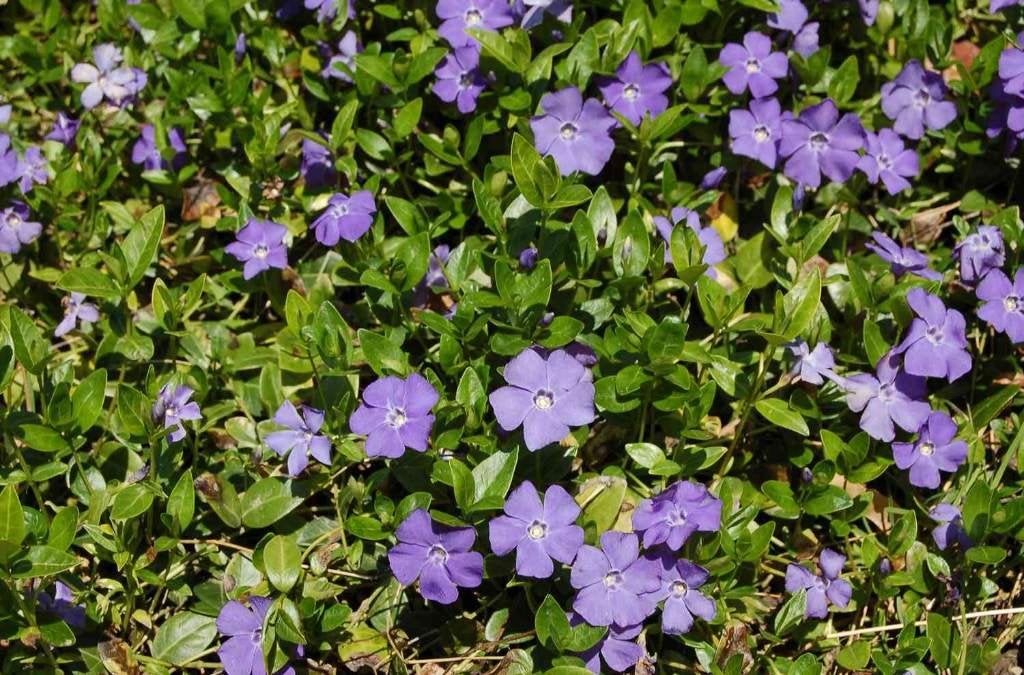DIVERSE POTTEN VINCA MINOR ( MAAGDENPALM) bloeit paars/lila, Ophalen of Verzenden, Vaste plant, Overige soorten, Halfschaduw