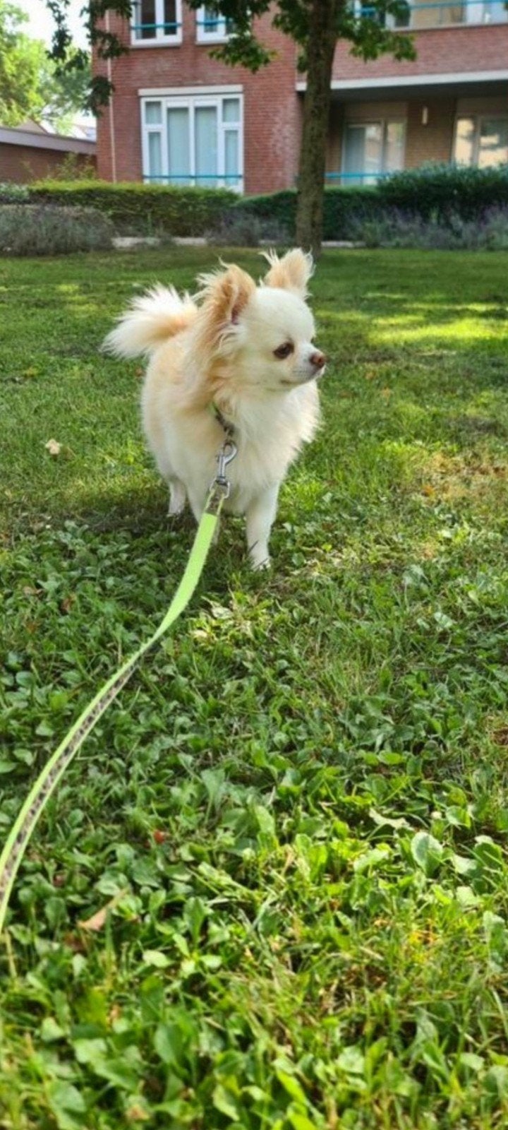 Raszuivere Chihuahua langhaar pups te reserveren, Reu, 8 tot 15 weken, Parvo, Meerdere