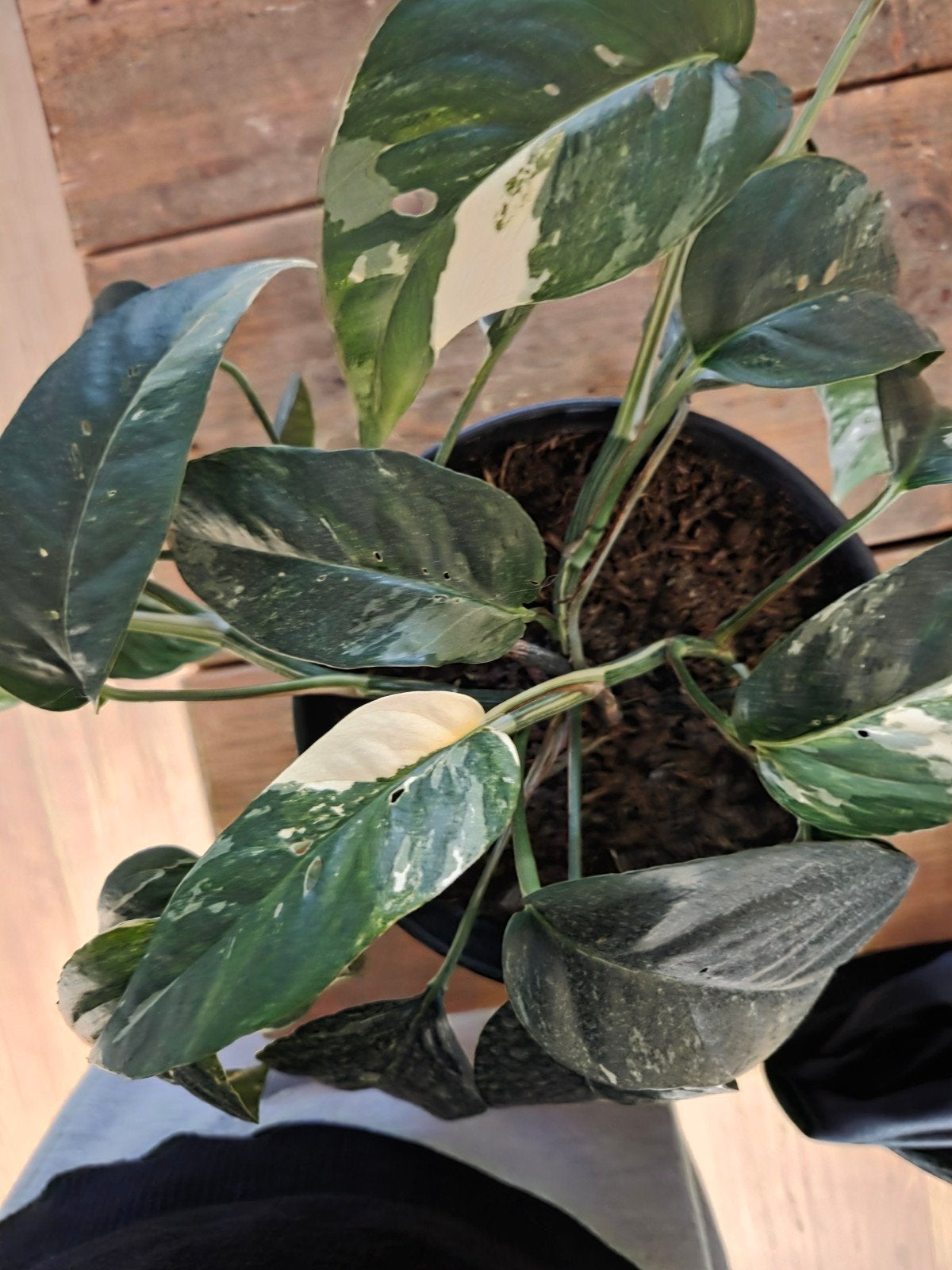 Epipremnum Pinnatum variegata - Kamerplant, Ophalen of Verzenden, Halfschaduw, Minder dan 100 cm