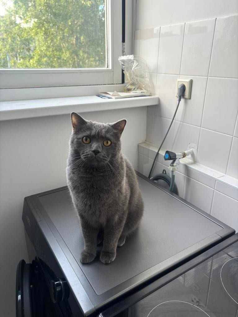 Britse kort haar, Dieren en Toebehoren, Katten en Kittens | Dekkaters