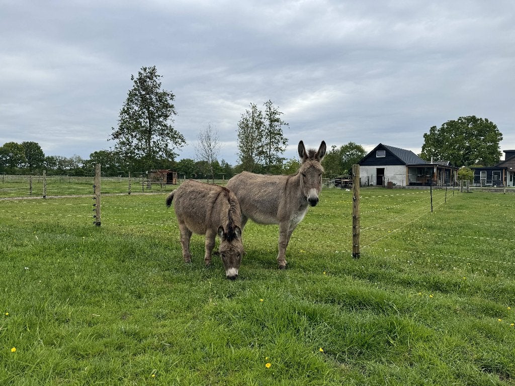 2 Ezels, December, Meerdere dieren