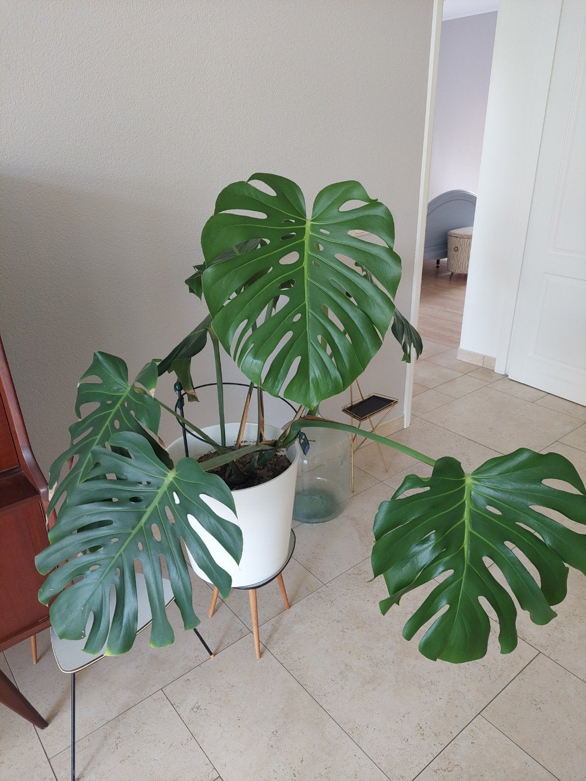 Grote Monstera Deliciosa kamerplant in pot, Ophalen, In pot, Halfschaduw, Minder dan 100 cm