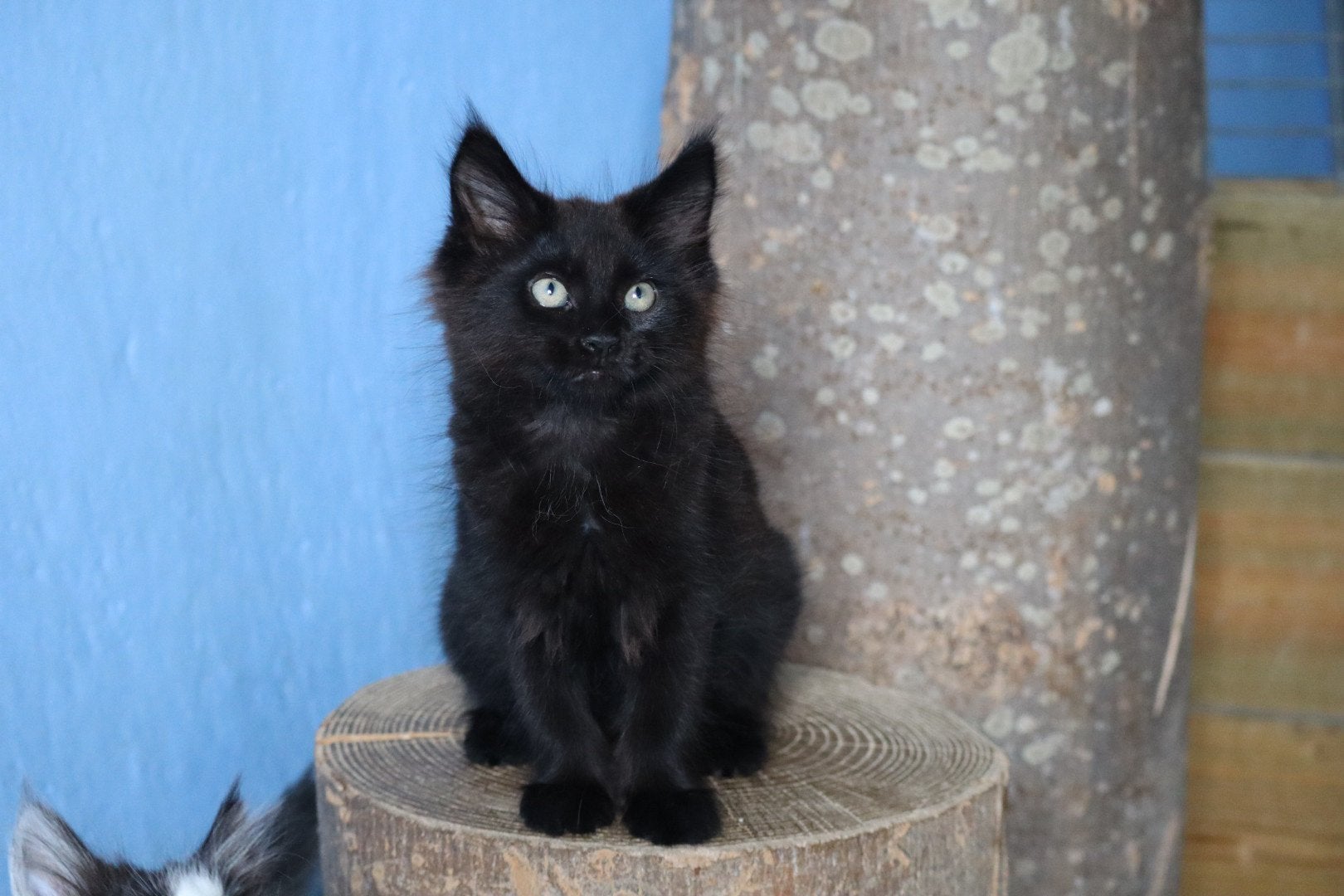 4 lieve X Maine coon kittens, Meerdere dieren, Ontwormd, 0 tot 2 jaar