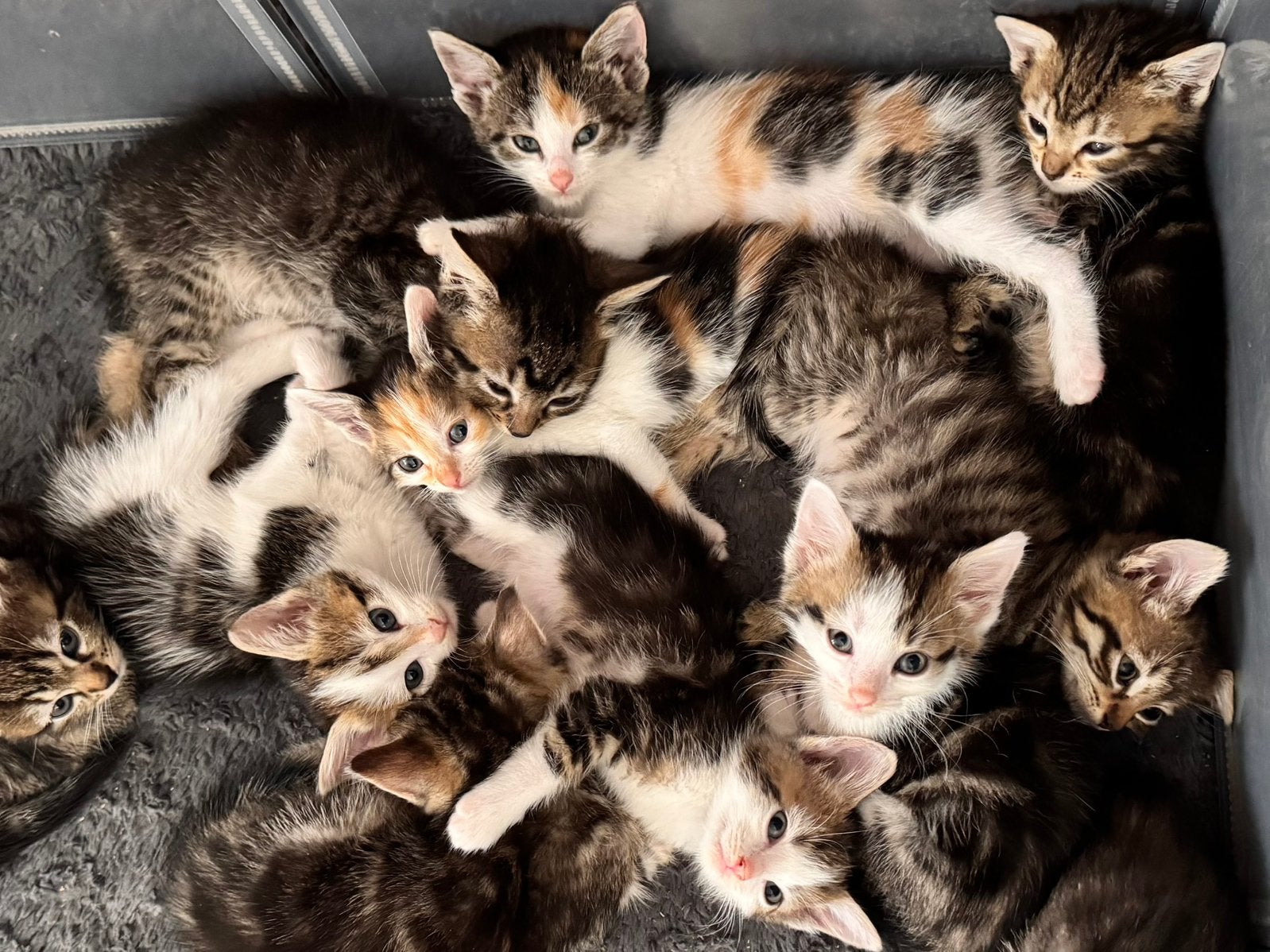 Kittens te koop, Dieren en Toebehoren, Meerdere dieren