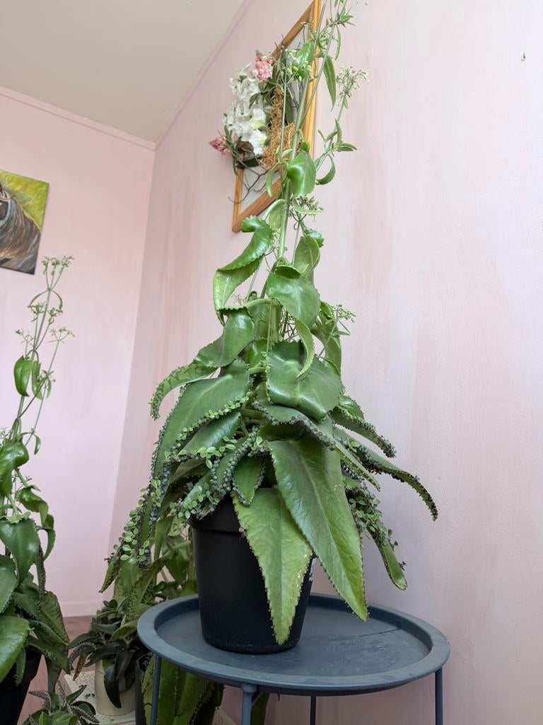Moeder-van-duizenden (Kalanchoë daigremontiana) te koop, Huis en Inrichting, Kamerplanten, Ophalen of Verzenden, Halfschaduw, Minder dan 100 cm
