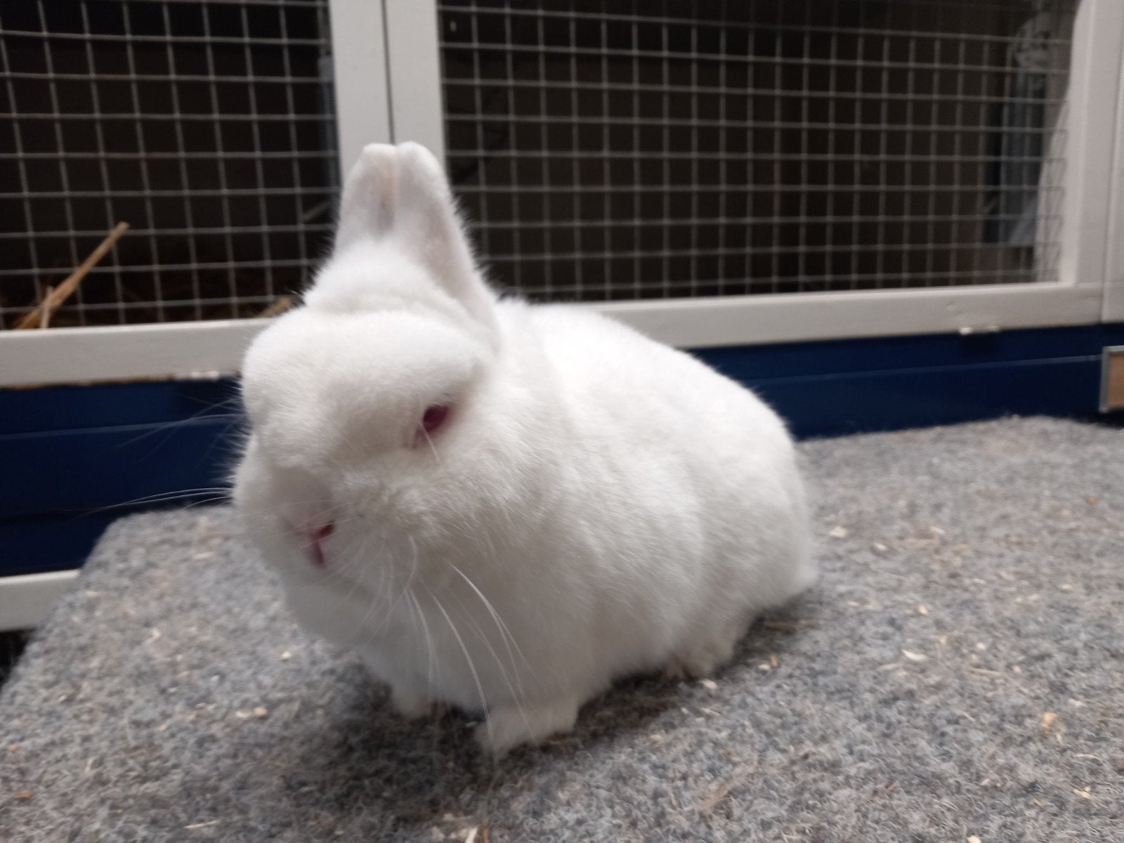 te koop dwergkonijn Pool roodoog ram, Mannelijk, Dwerg