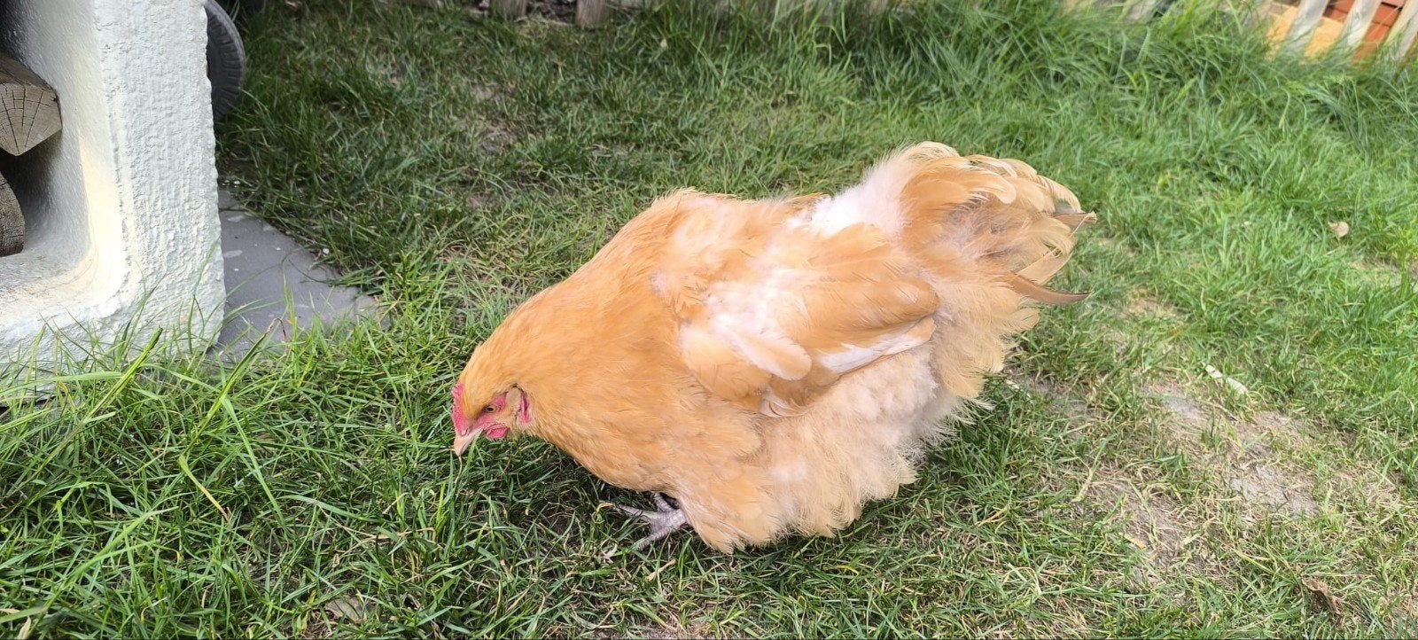 Orpington buff hen, Dieren en Toebehoren, Pluimvee, Kip, Vrouwelijk