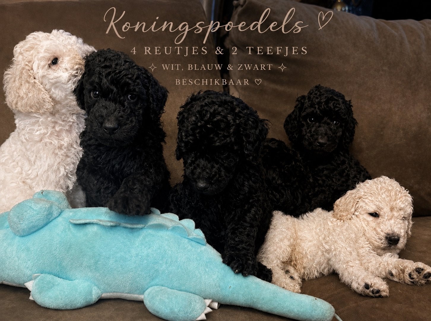 Prachtige raszuivere koningspoedel grote poedel pups, Poedel, Parvo, 8 tot 15 weken, Meerdere