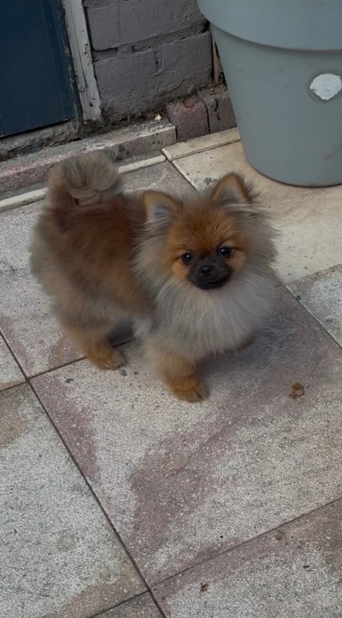 Pomeranian | Pomeriaan | Teef | Mini | Stamboom, Particulier, Keeshond, 8 tot 15 weken, Buitenland