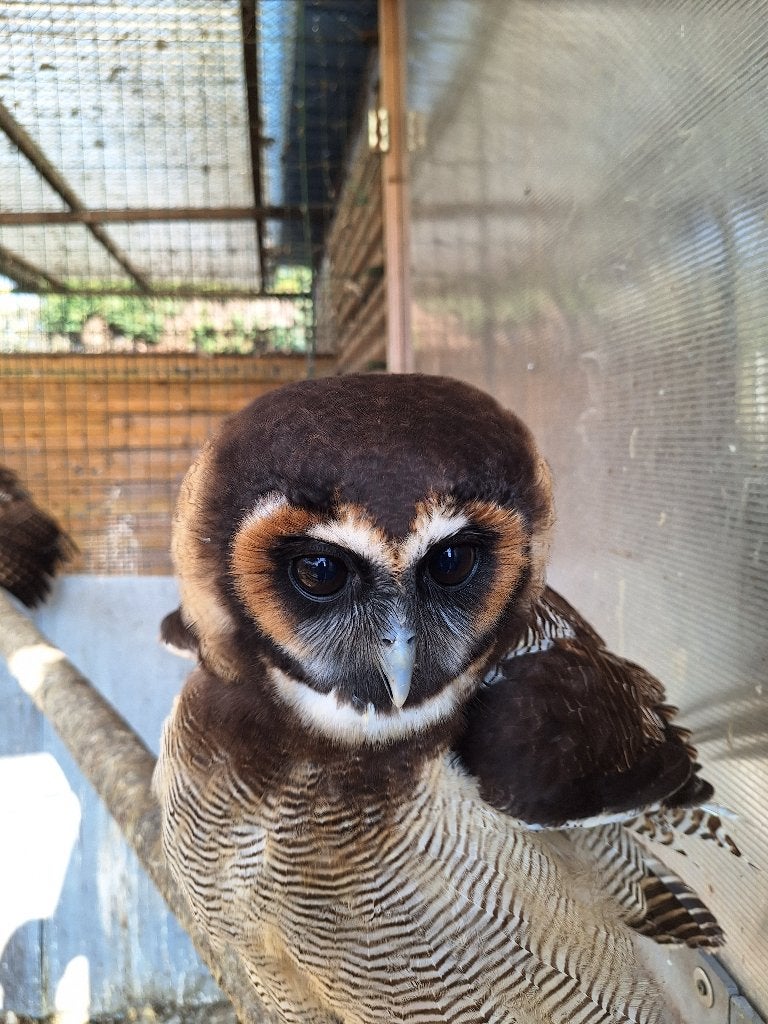 roofvogels, Dieren en Toebehoren, Vogels | Overige Vogels, Vrouwelijk, Roofvogel, Geringd