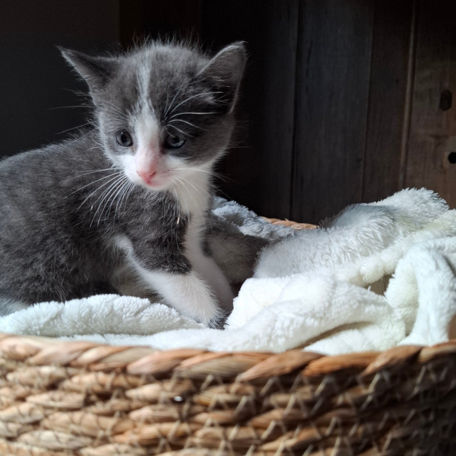 lieve kittens, uniek nestje!, Meerdere dieren, Kortharig, 0 tot 2 jaar