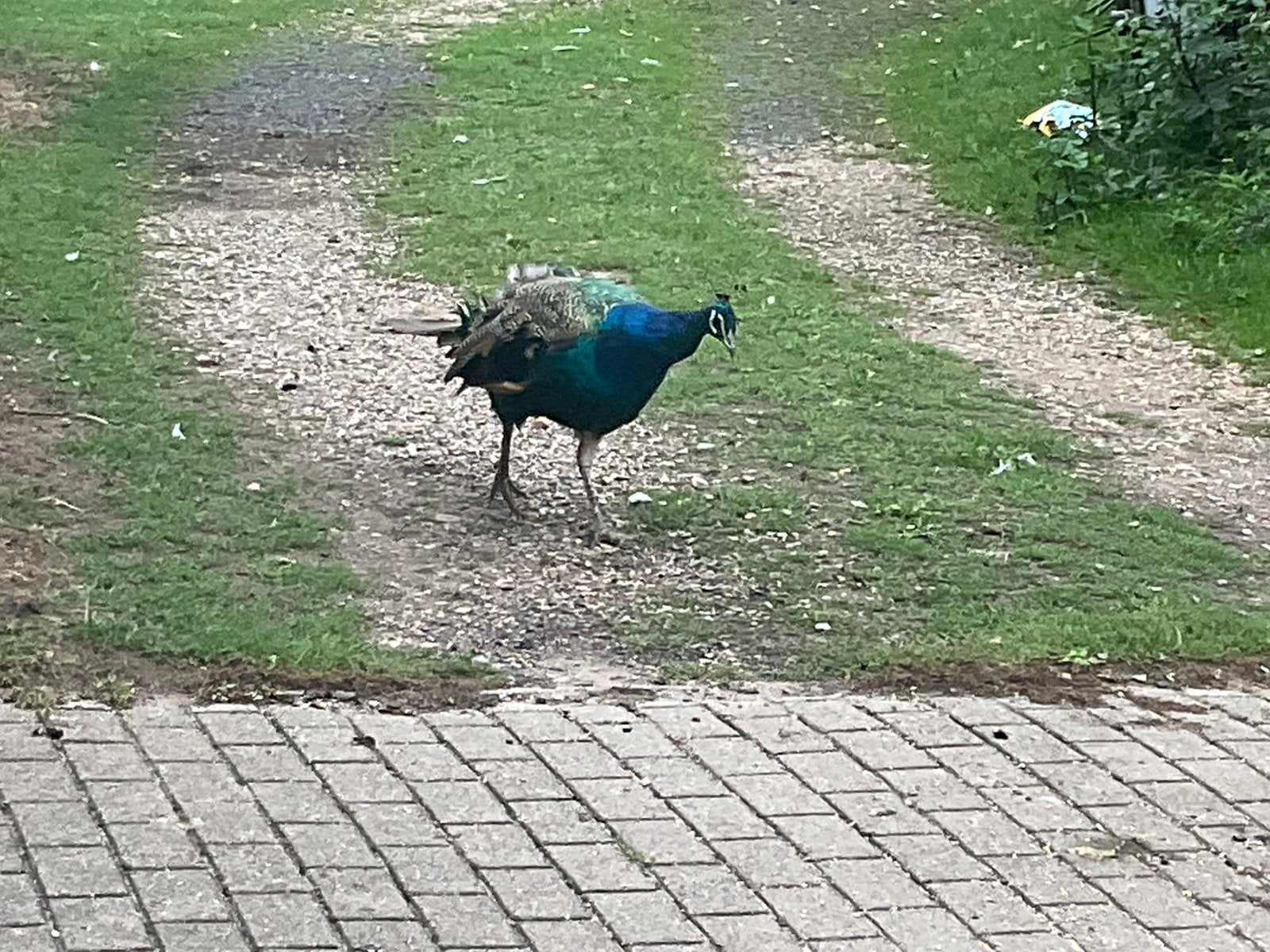 Pauw /pauwen familie, Dieren en Toebehoren, Meerdere dieren, Overige soorten