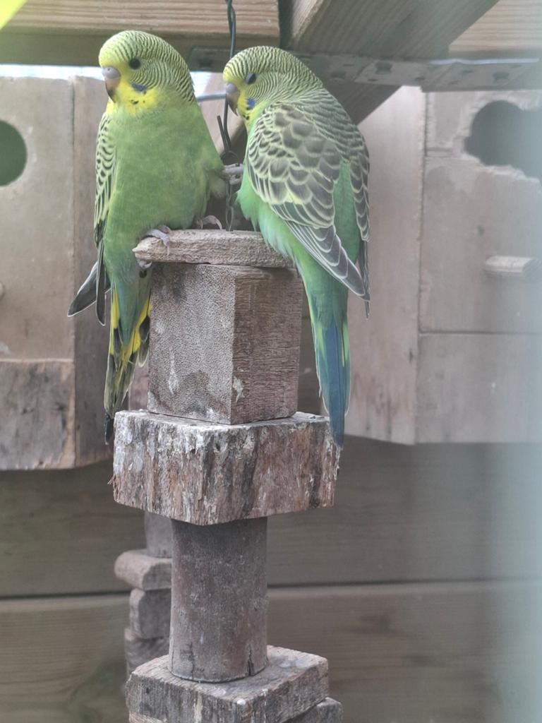 Te koop, 4 jonge grasparkieten, Geslacht onbekend, Parkiet
