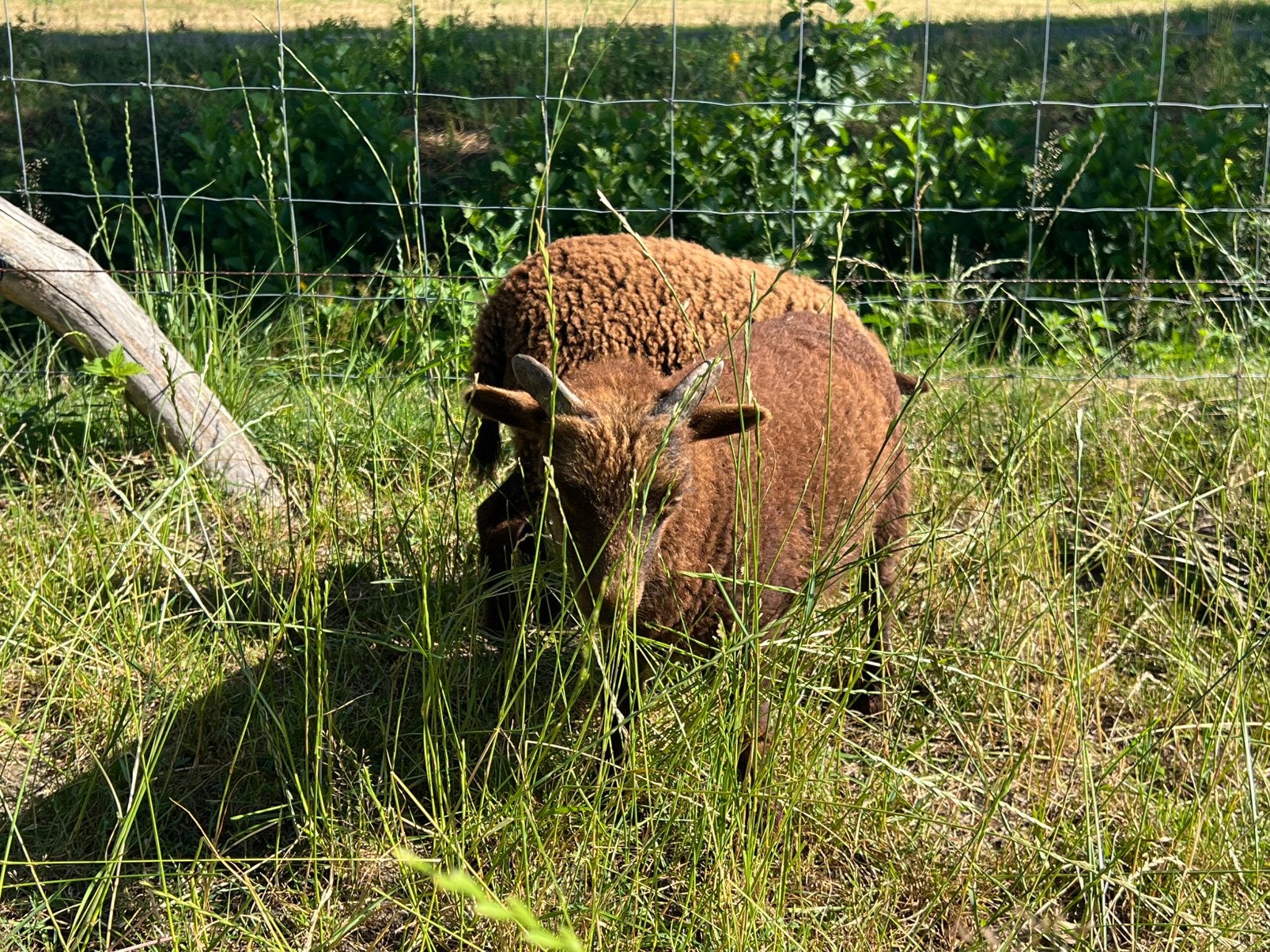 Stamboek ouessant rammetjes, Dieren en Toebehoren, Mannelijk, Schaap