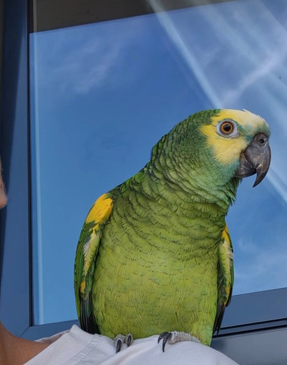 Blauw voorhoofd amazone, Dieren en Toebehoren