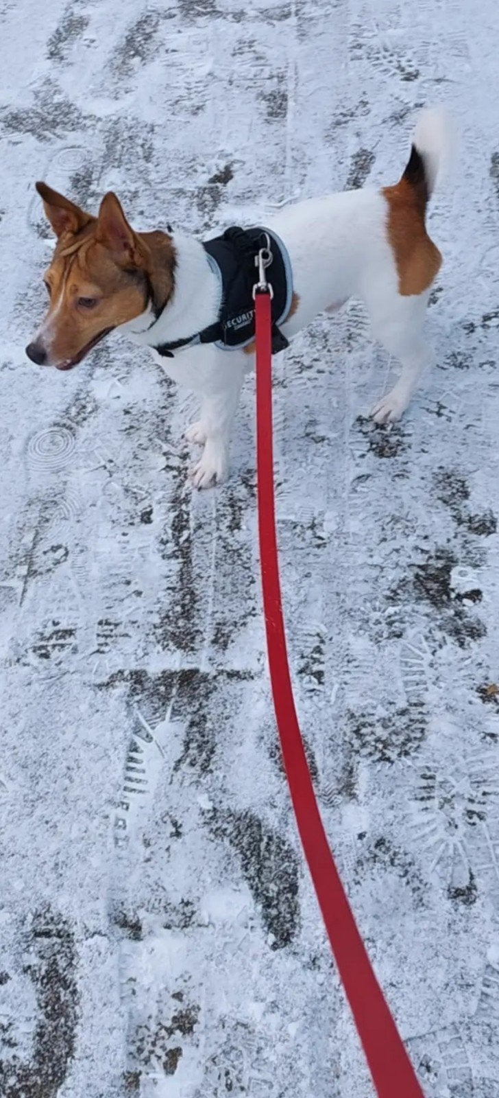 Lieve Jack Russel Bobby zoekt een nieuw huisje, Dieren en Toebehoren, Honden | Jack Russells en Terriërs, Jack Russell Terriër