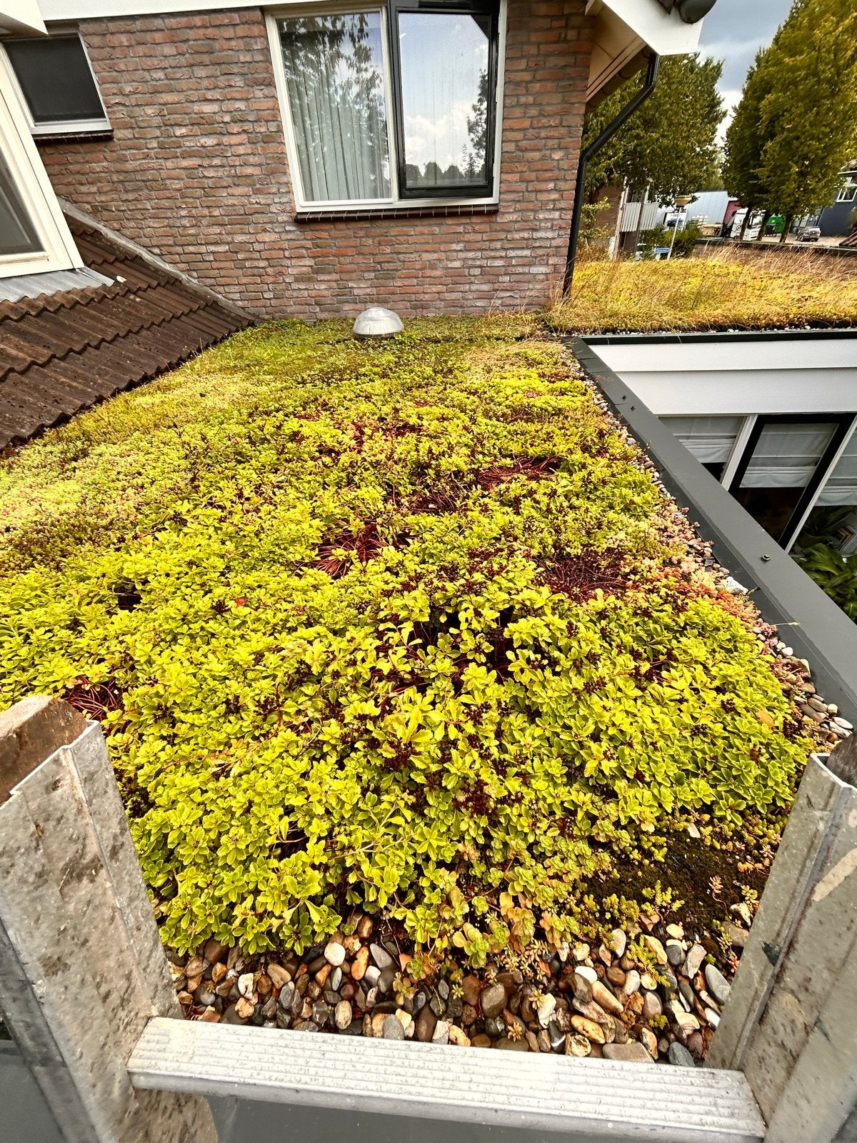 Sedum Bakken 50/50 voor 15m2 groendak, Ophalen, Bodembedekkers, Volle zon, Vaste plant