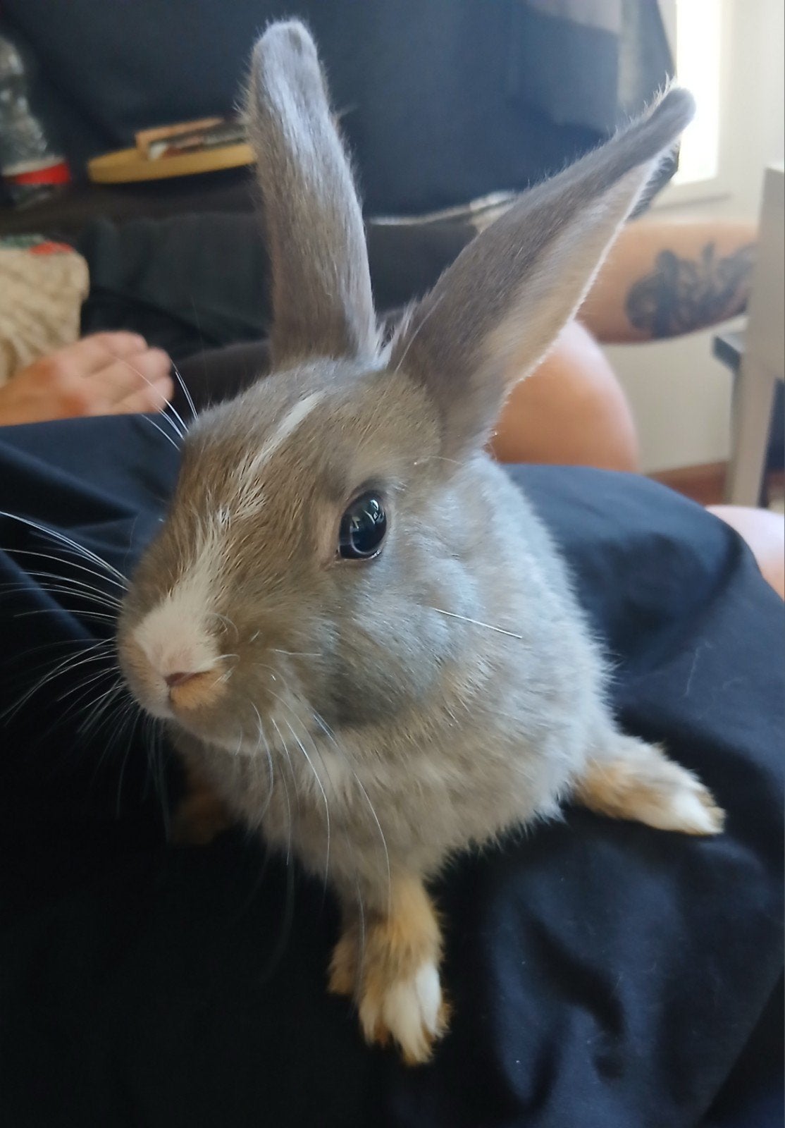 Lief, tam rammetje, Dieren en Toebehoren, Mannelijk, Klein, 0 tot 2 jaar