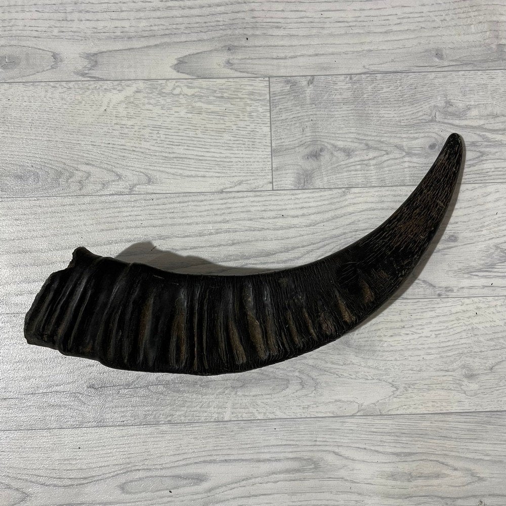 Waterbuffel hoorn los 45cm nr 290 | Lederstore, Ophalen of Verzenden, Nieuw, Boerderijdier, Gewei of Kop