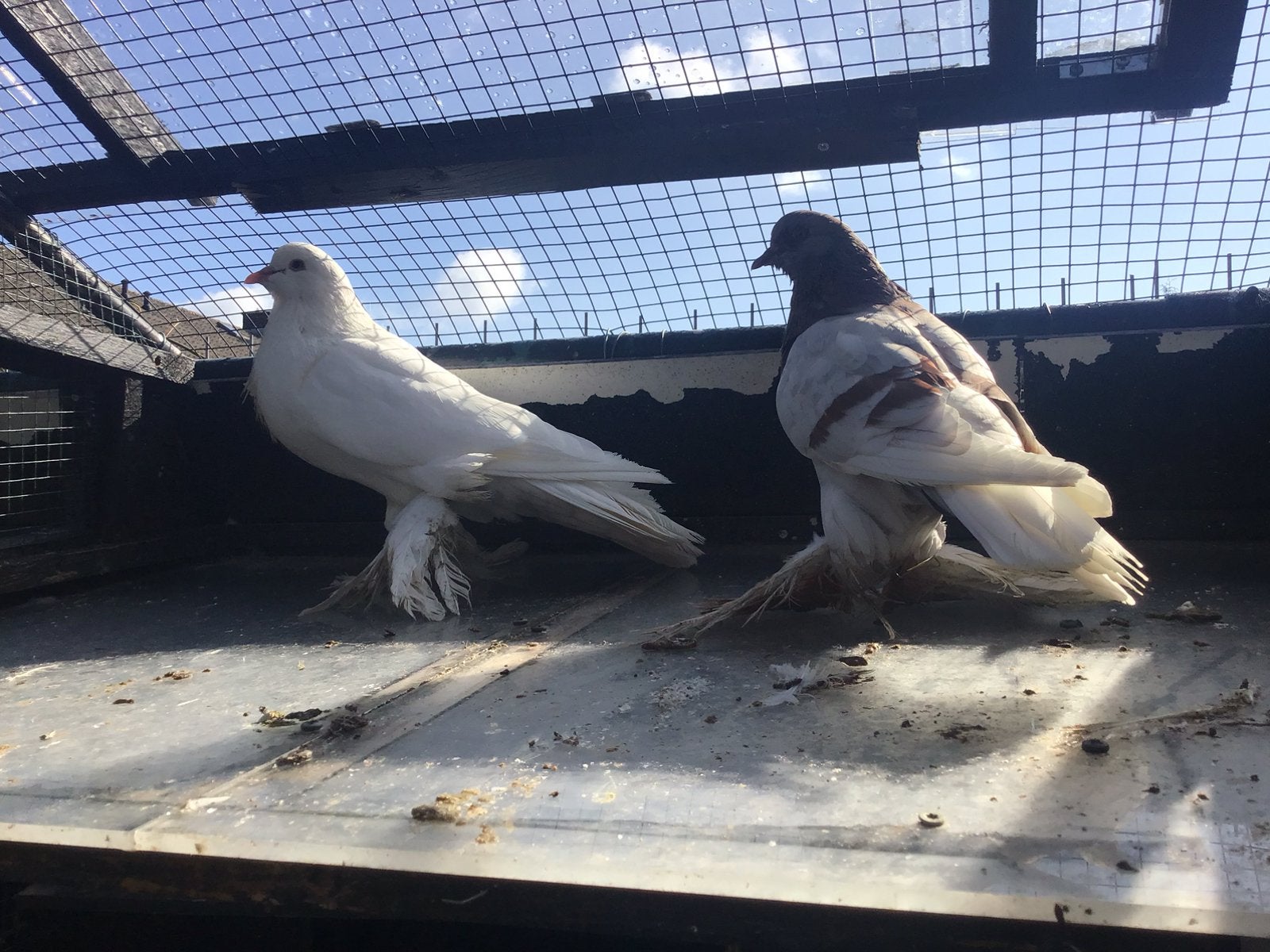 Koppel Hollandse kroppers met 2jonge samen 40 euro, Meerdere dieren, Overige soorten