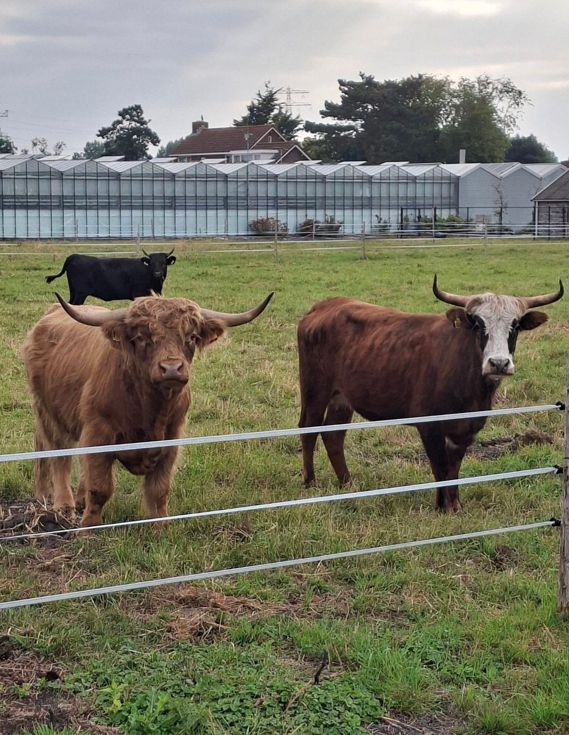 Mini koe te koop. 50 % hooglander, Dieren en Toebehoren, Stalling en Weidegang