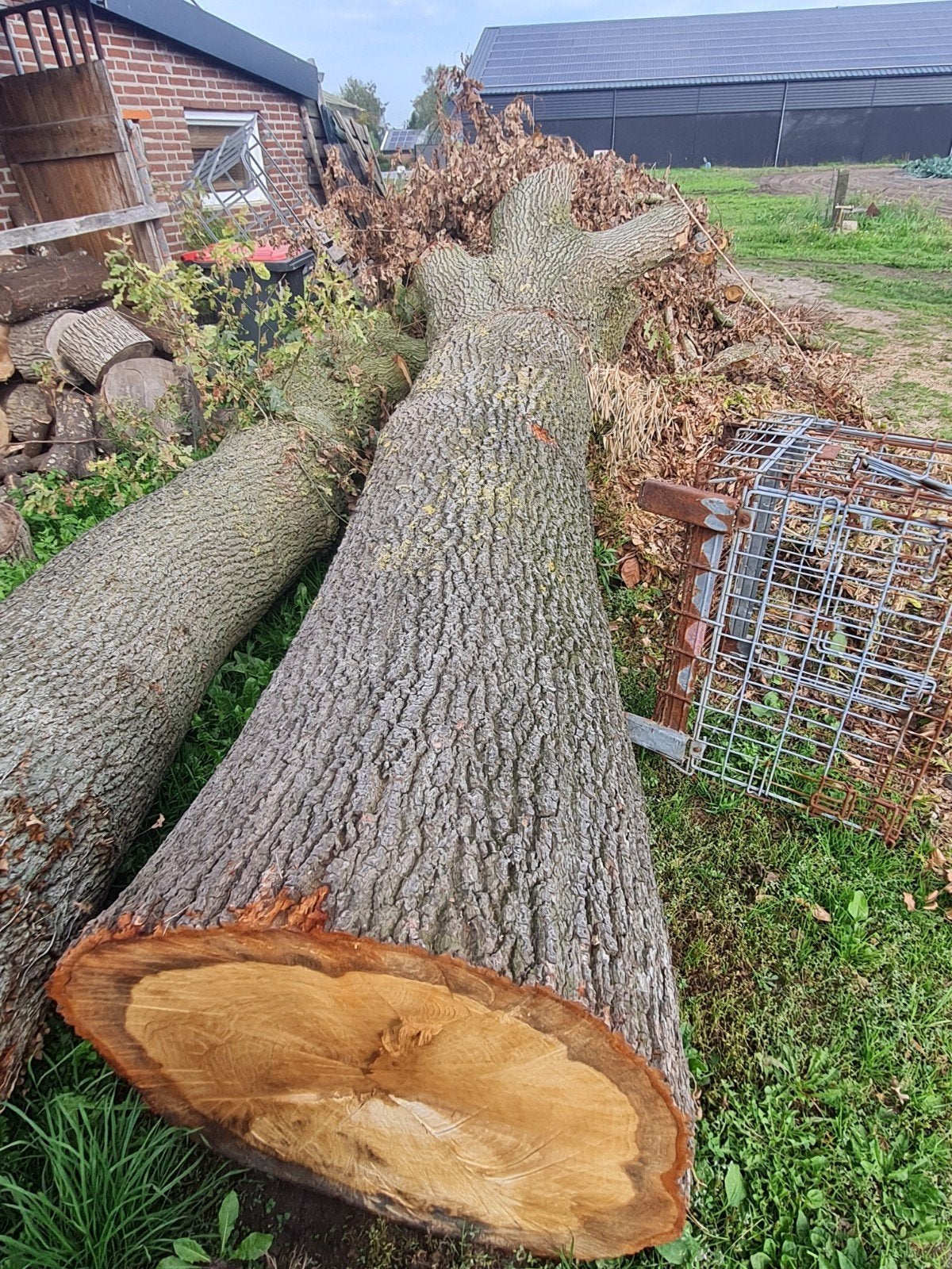 Grote eiken boomstammen - Ideaal voor houtbewerking, Tuin en Terras, 3 tot 6 m³, Ophalen, Eikenhout, Stammen