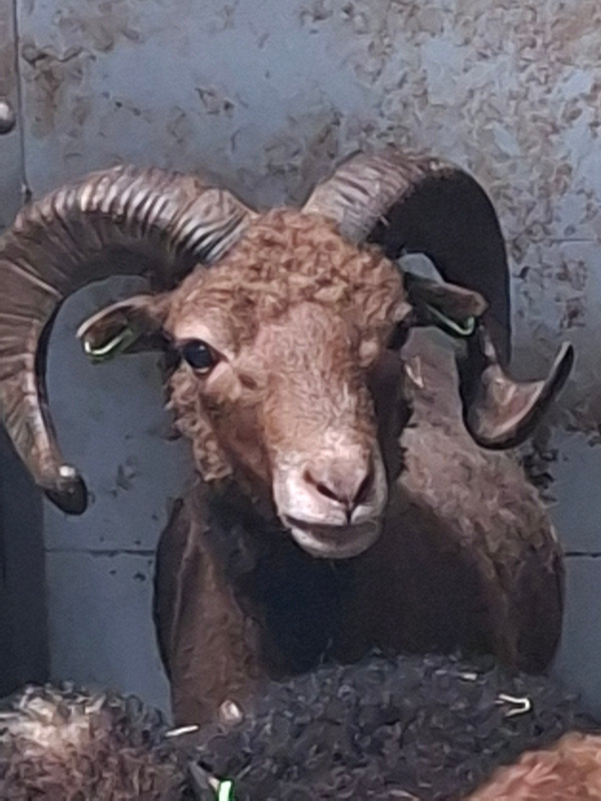 Stamboek Ouessant ram bruin van 2022, Dieren en Toebehoren, Mannelijk, Schaap