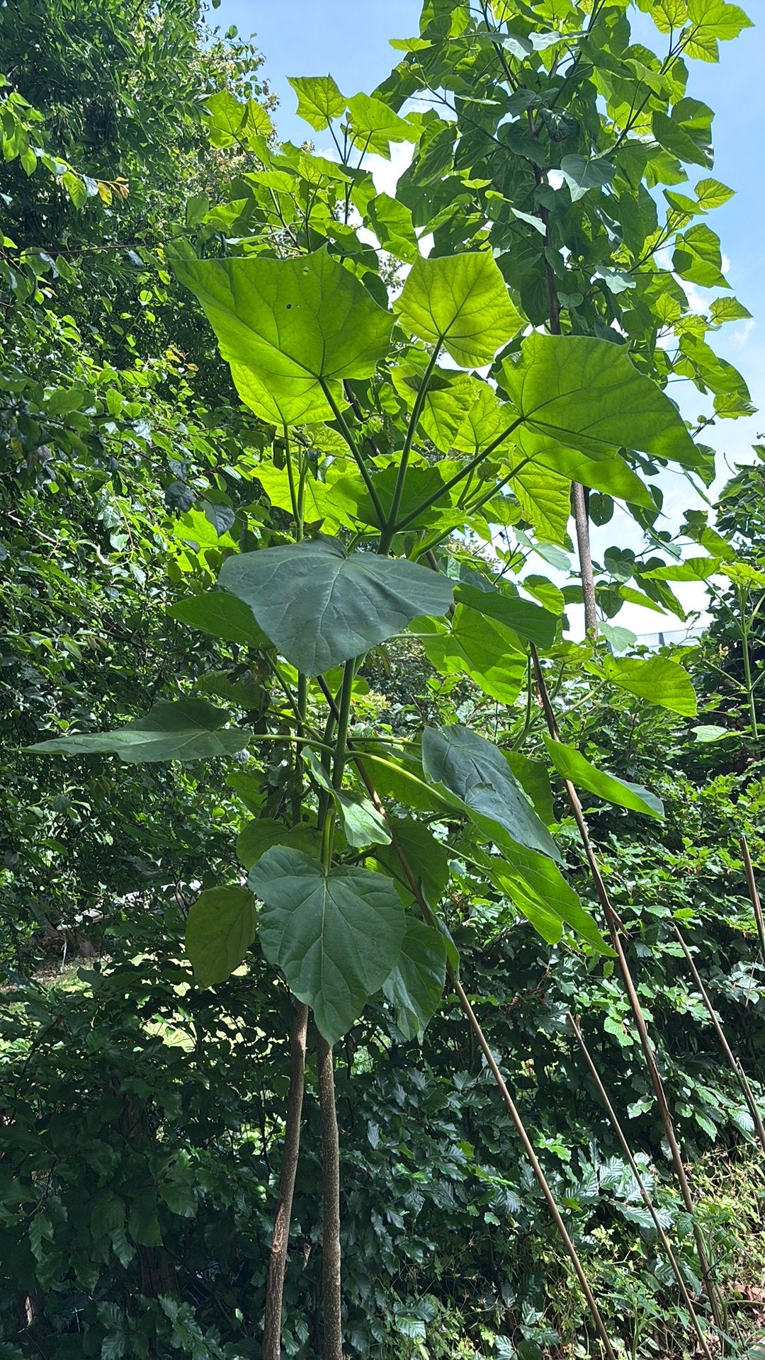 Anna Pauwlona, Tuin en Terras, Planten | Bomen, Ophalen, Volle zon, Overige soorten