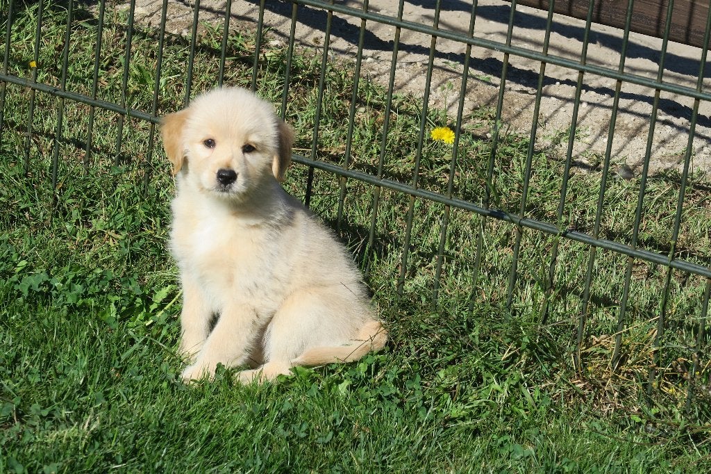 Goldendoodle  x Retriever pups teefjes, Nederland, 8 tot 15 weken, Teef, Meerdere