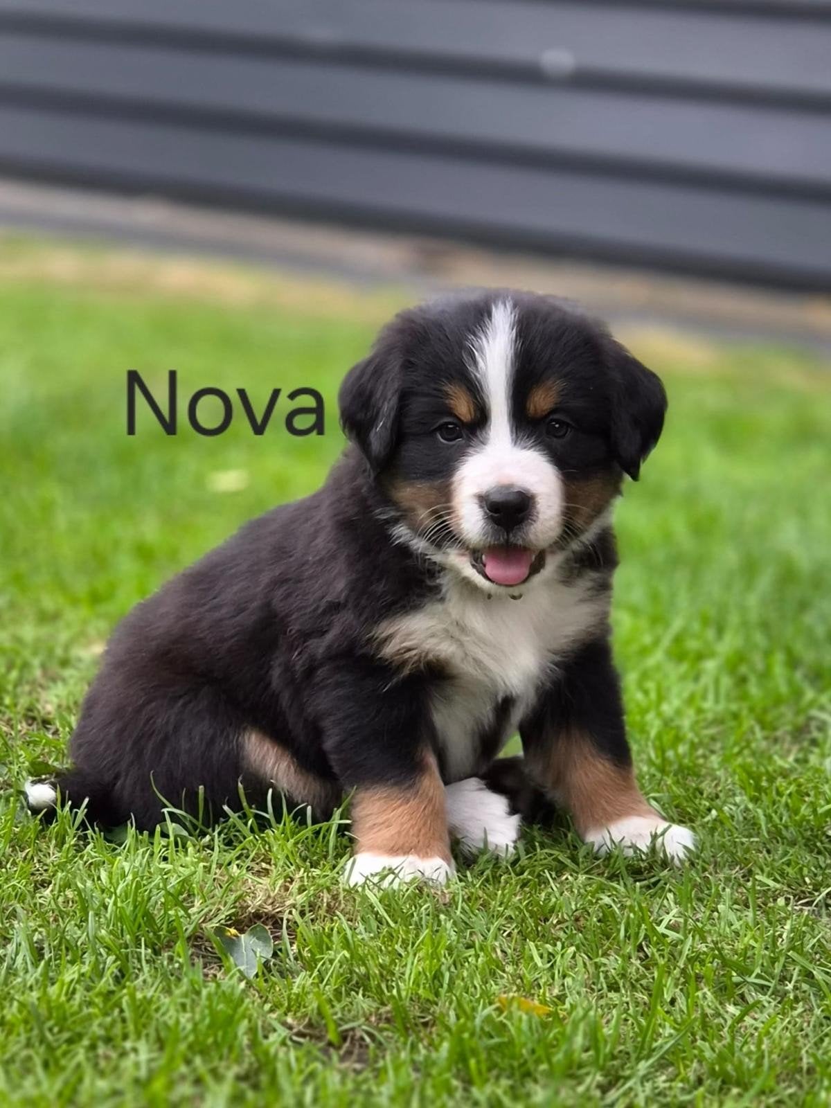 Berner sennen pup, Parvo, 8 tot 15 weken, Meerdere, Meerdere dieren