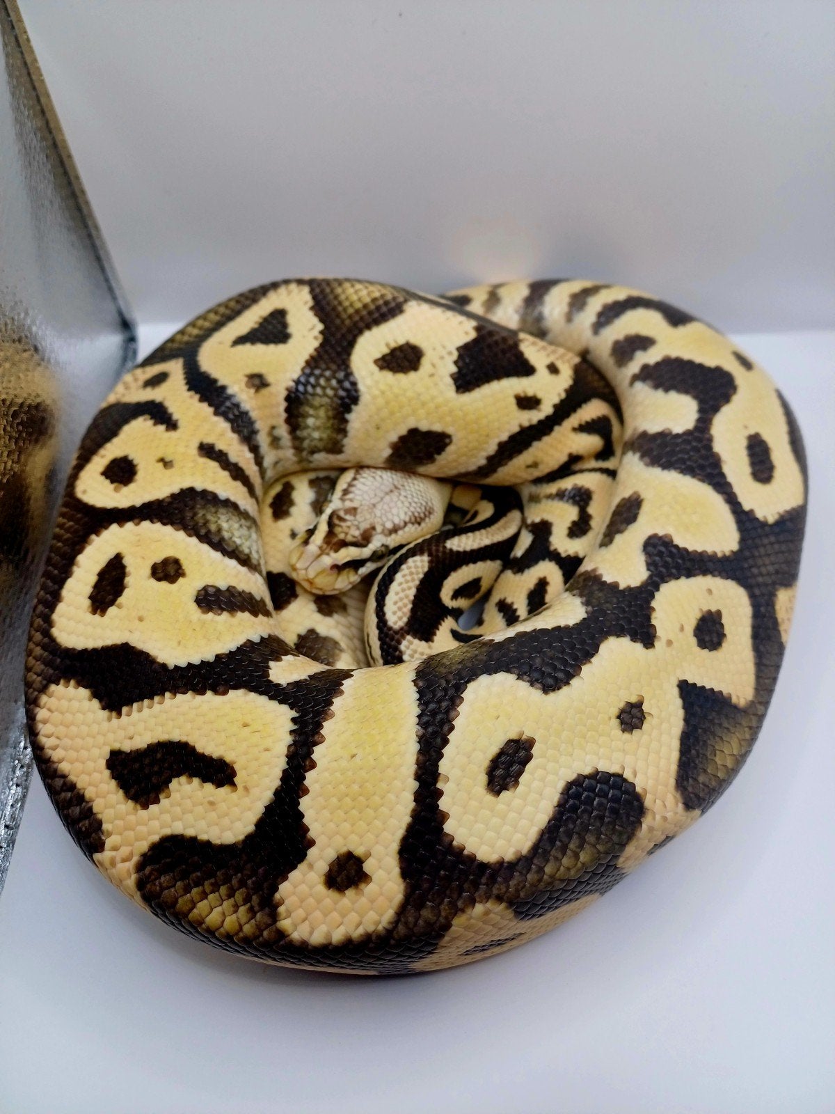 Python regius 1.0 pastel leopard desert ghost Ball Python - male for sale from Eindhoven
