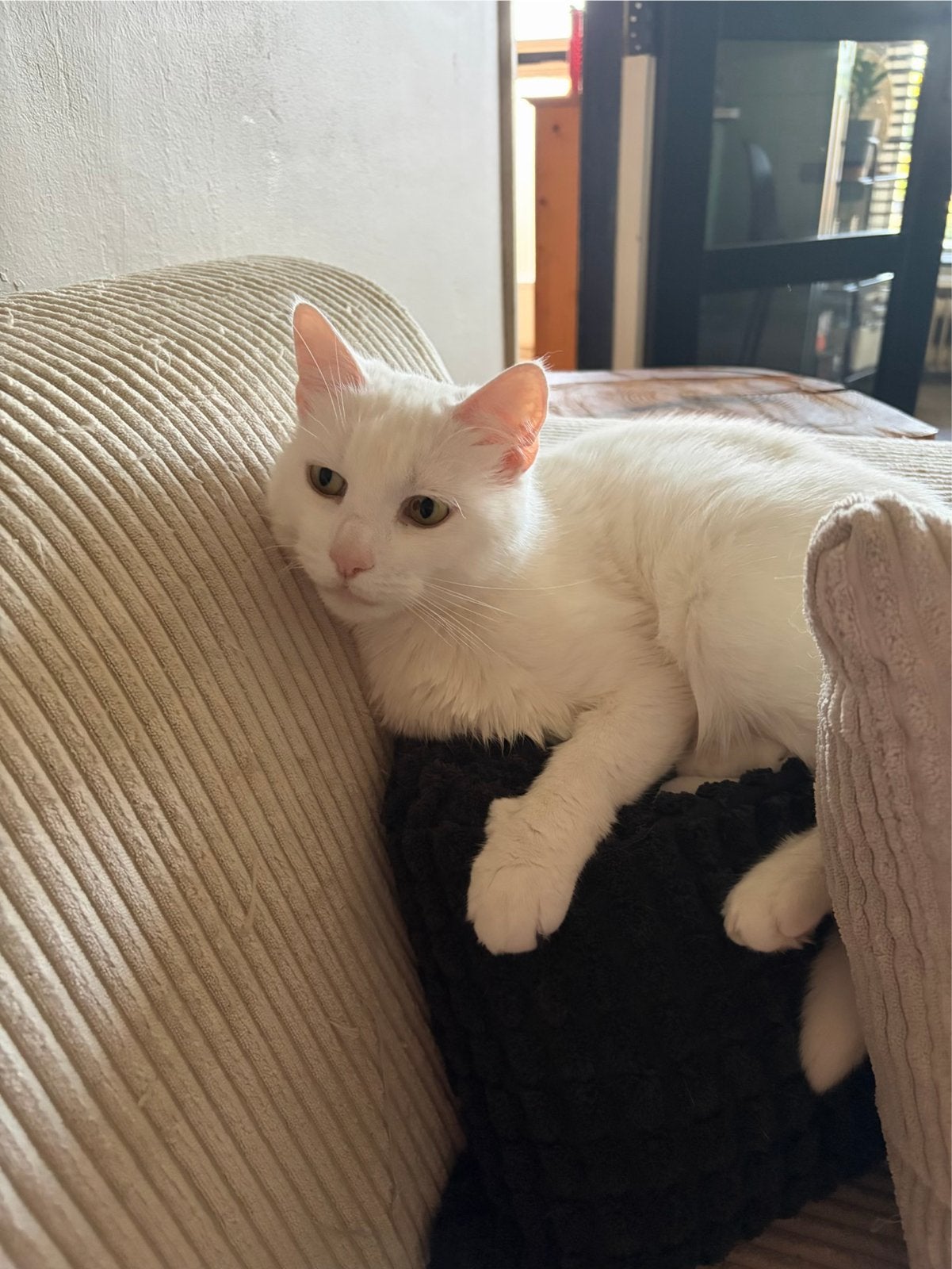 2 main coons., Dieren en Toebehoren, Katten en Kittens | Overige Katten, Langharig, Meerdere dieren, 6 jaar of ouder