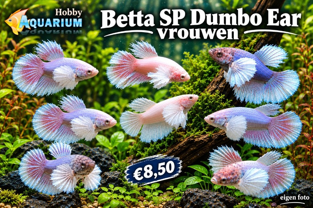 Hobbyaquarium Betta SP Dumbo Ear Female Zon 4 Okt 12/17uur, Vis, Zoetwatervis