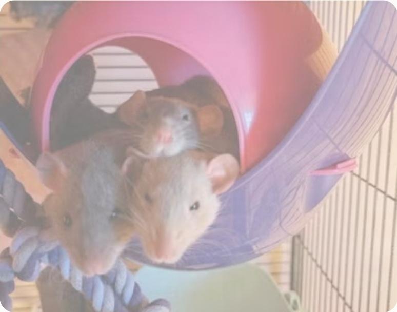 Ratjes, Dieren en Toebehoren, Knaagdieren, Rat, Vrouwelijk, Tam, Oktober