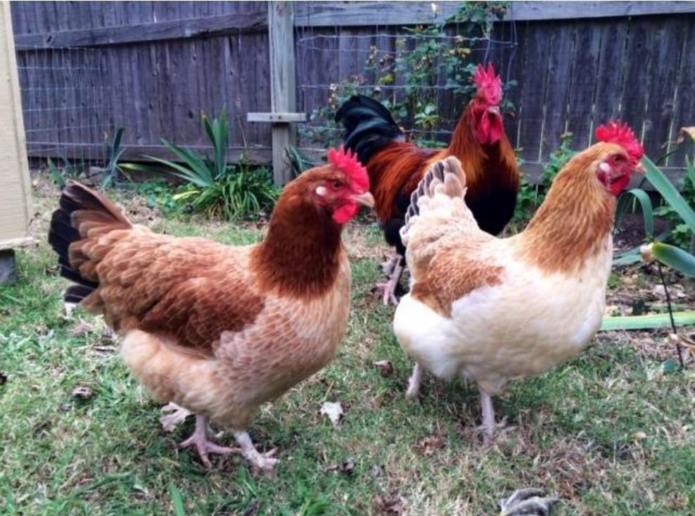 Gezocht broedeieren Marans kleurslag Tarwe, Dieren en Toebehoren, Pluimvee, Geslacht onbekend, Kip