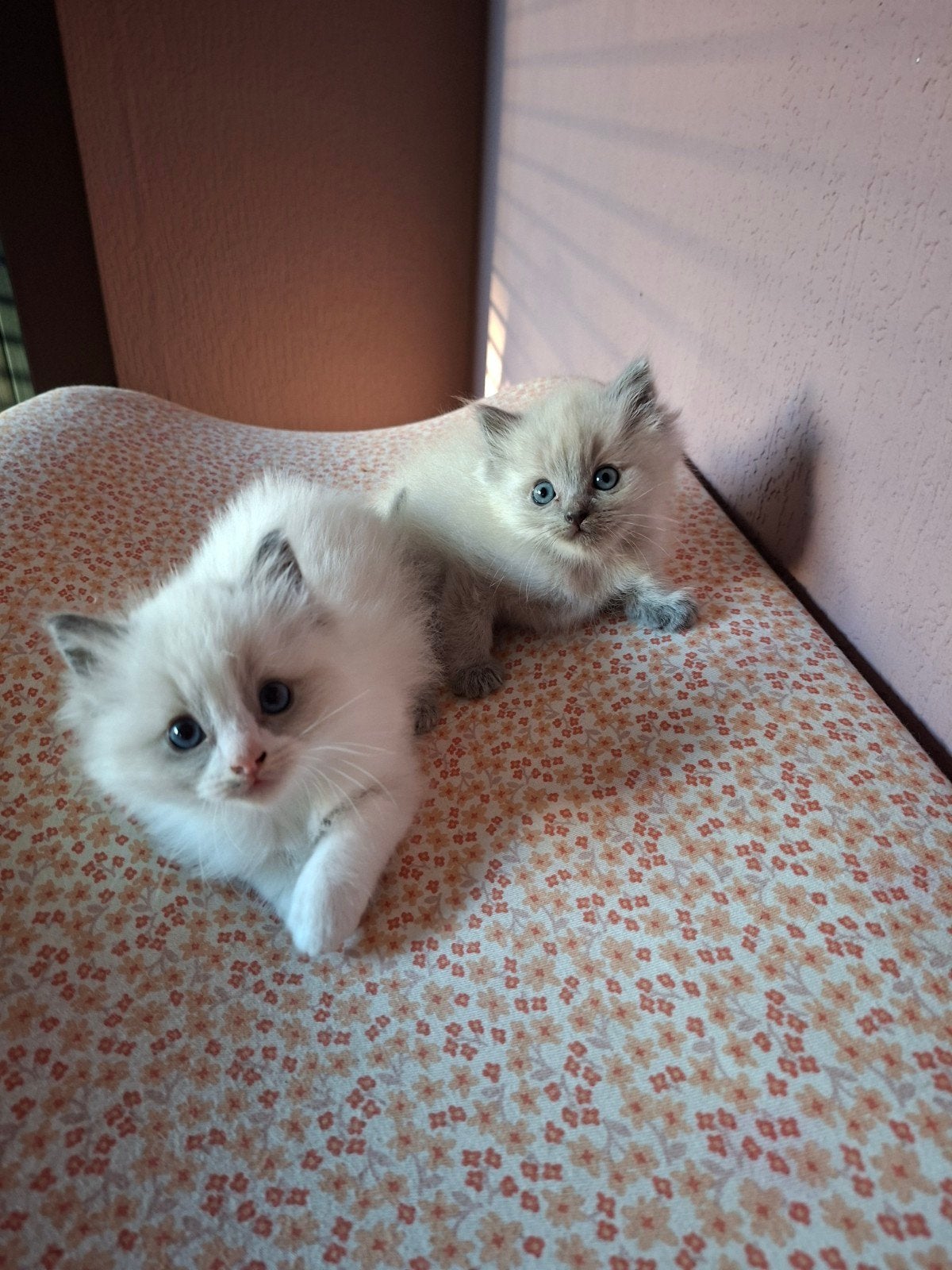 100% ragdoll kittens, Poes, Langharig, 0 tot 2 jaar