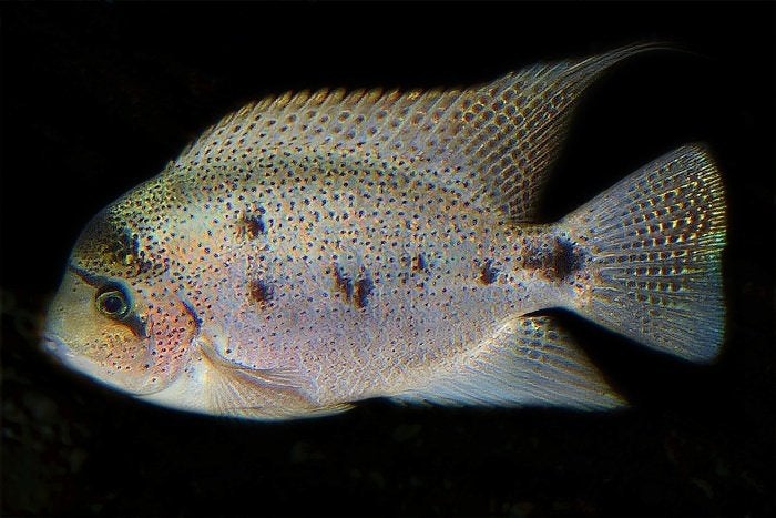 Midden Amerikaanse Cichliden: Maskaheros argenteus, Dieren en Toebehoren, Vis, Zoetwatervis
