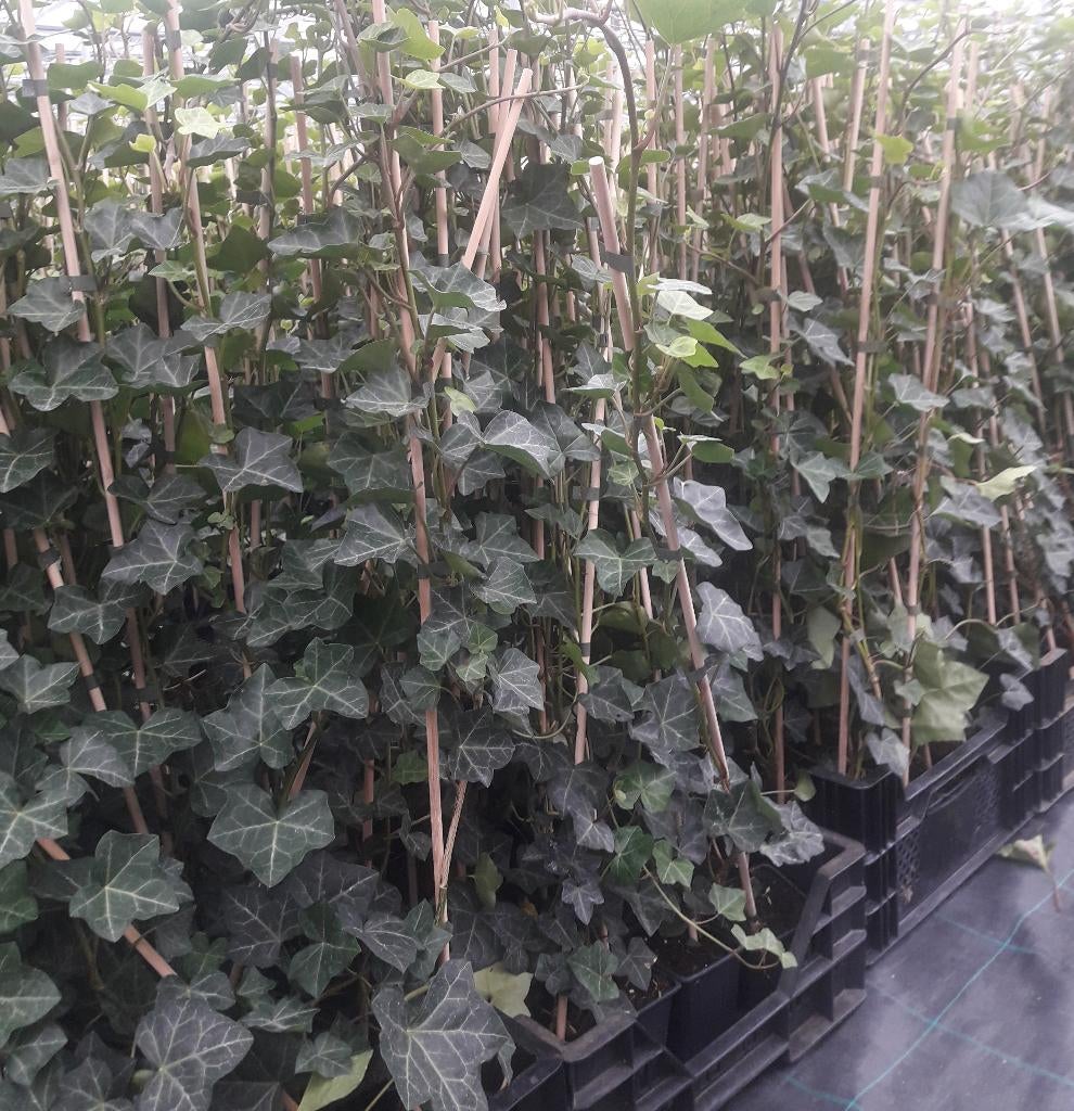 Klimop maat 90cm/1m gestokt, Ophalen, Overige soorten, 100 tot 250 cm
