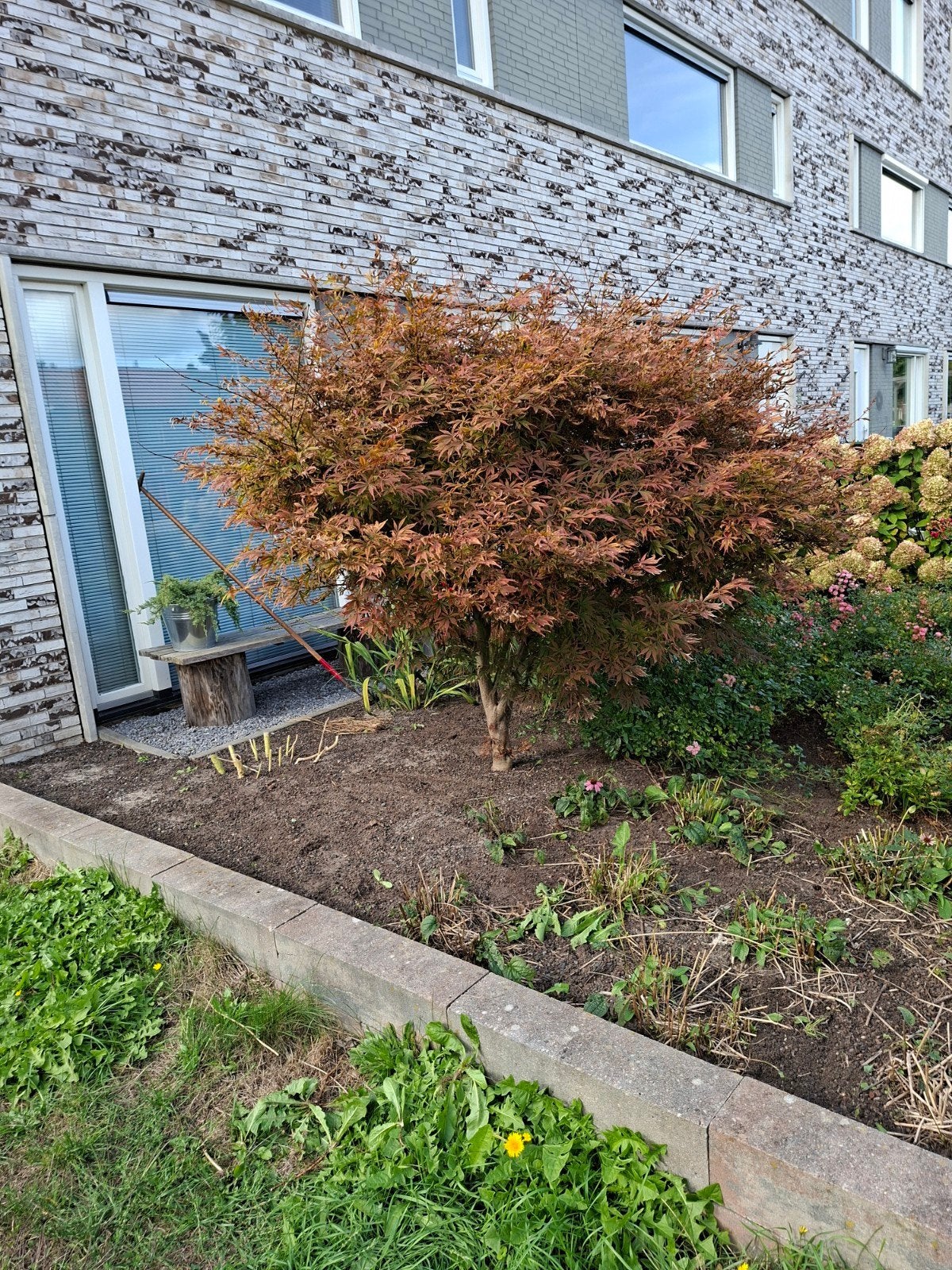 rode esdoorn, Tuin en Terras, Ophalen, Bloeit niet, Volle zon, Overige soorten